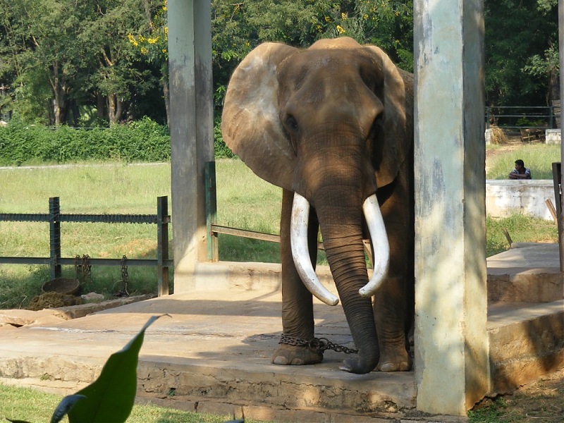 Story of a Vacation (:-))-mysore-zoo-23.jpg