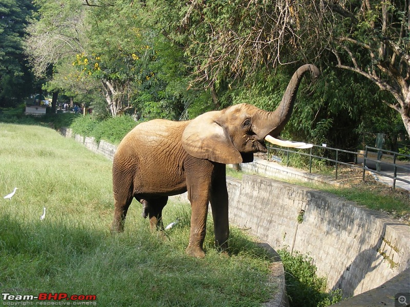 Story of a Vacation (:-))-mysore-zoo-25.jpg