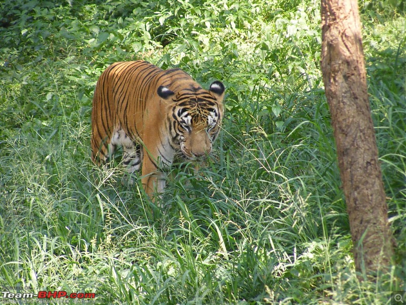 Story of a Vacation (:-))-mysore-zoo-26.jpg