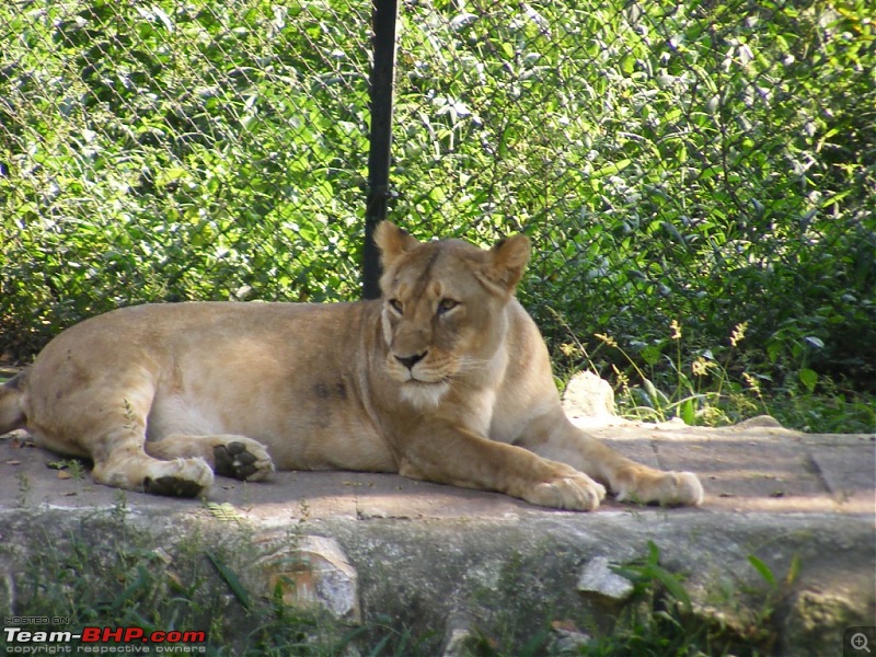 Story of a Vacation (:-))-mysore-zoo-27.jpg