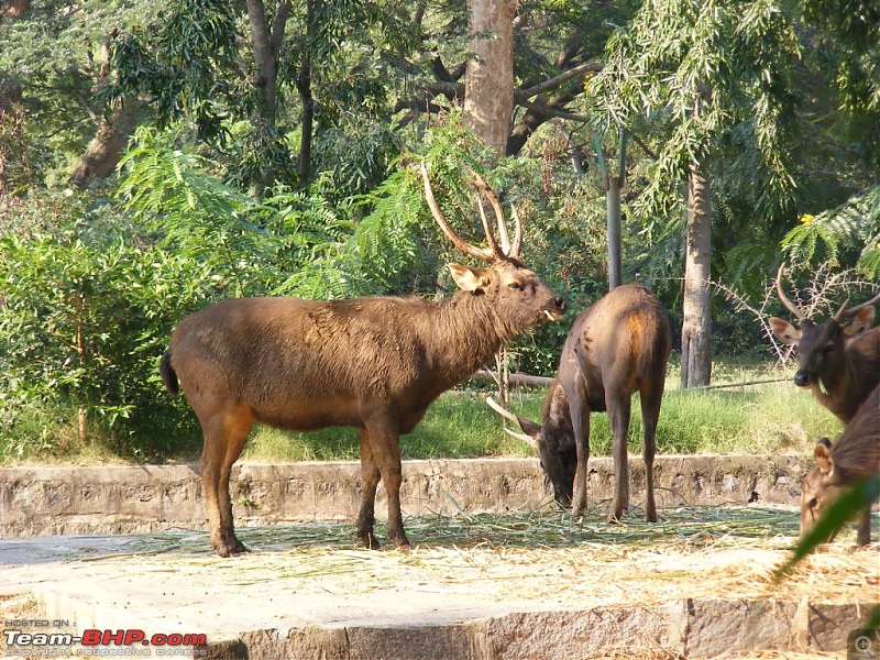 Story of a Vacation (:-))-mysore-zoo-31.jpg