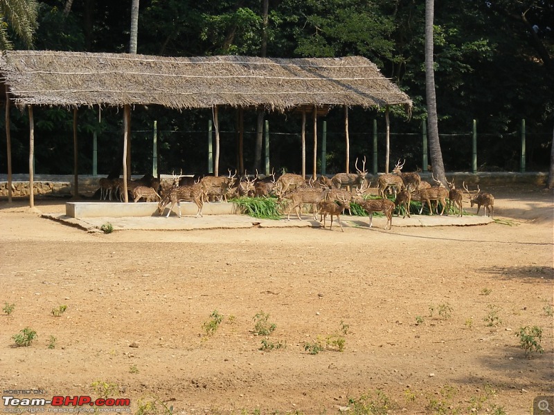 Story of a Vacation (:-))-mysore-zoo-32.jpg