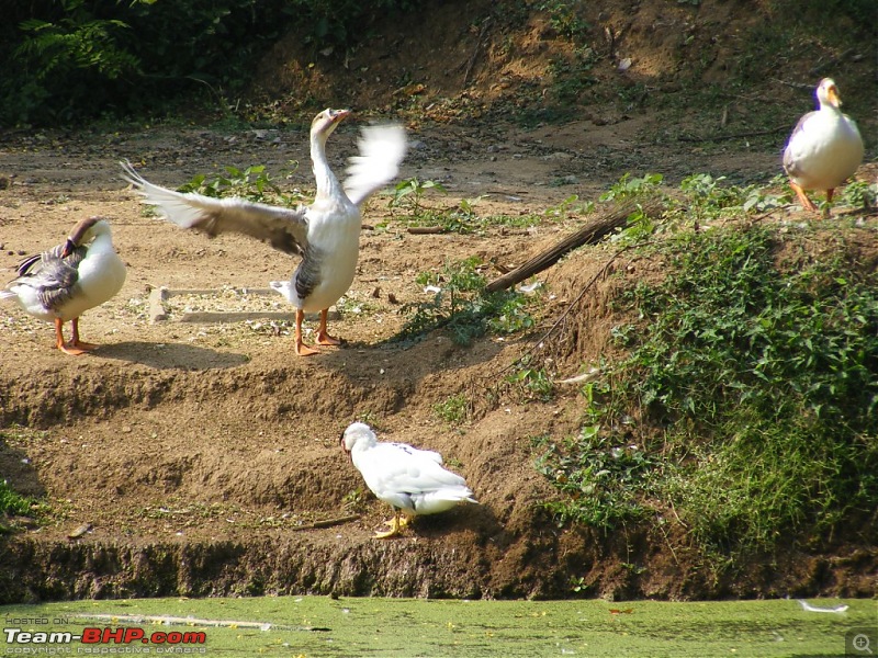 Story of a Vacation (:-))-mysore-zoo-37.jpg