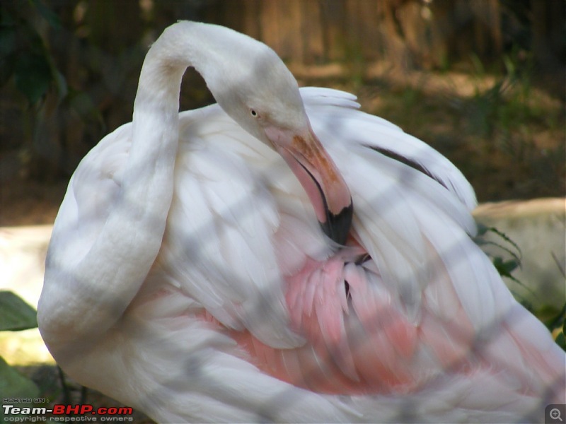 Story of a Vacation (:-))-mysore-zoo-44.jpg