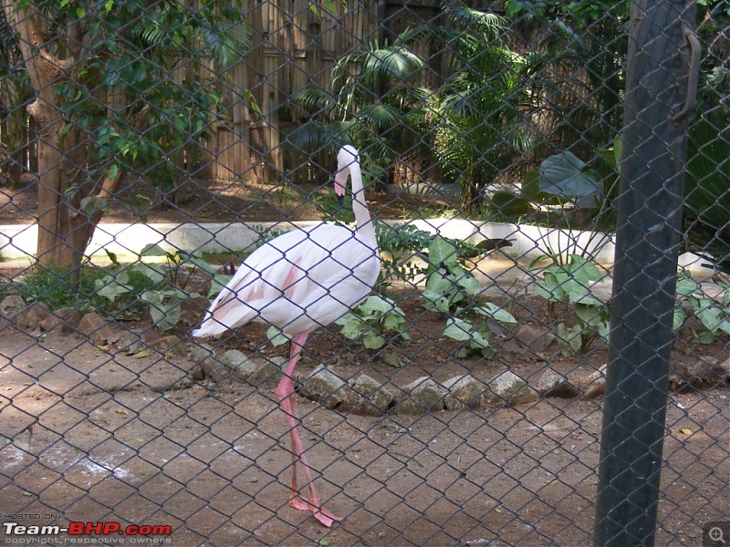 Story of a Vacation (:-))-mysore-zoo-45.jpg