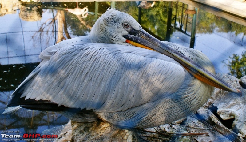 An Incredible Road Trip of a Lifetime to Udaipur, The Most Romantic City in the World-5a-pelican.jpg