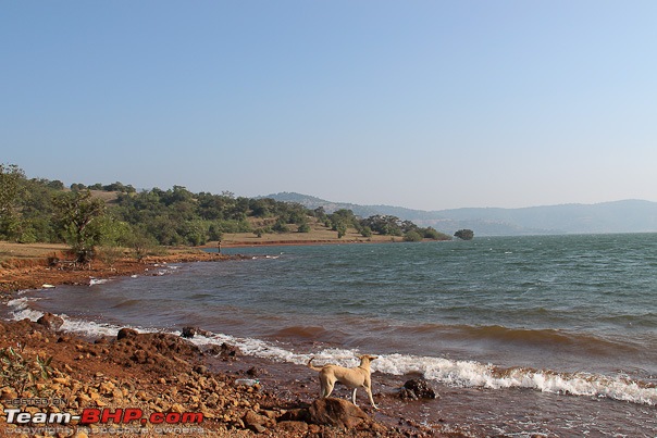 Hiding Tiger, Snorting Bison: Dajipur, Maharashtra-16_lakeshore_web.jpg