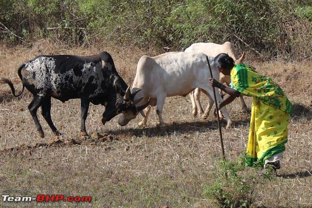 Hiding Tiger, Snorting Bison: Dajipur, Maharashtra-hat2.jpg