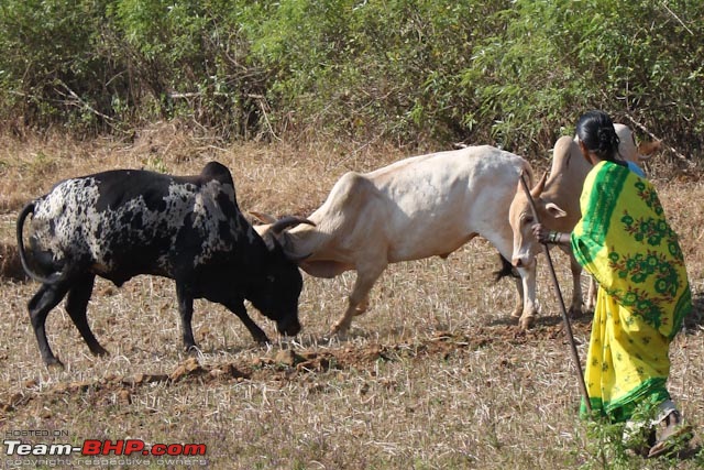 Hiding Tiger, Snorting Bison: Dajipur, Maharashtra-hat3.jpg