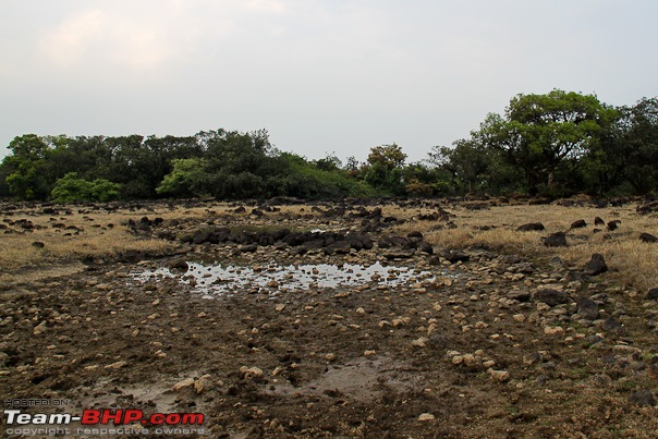 Hiding Tiger, Snorting Bison: Dajipur, Maharashtra-36_watering_hole_web.jpg