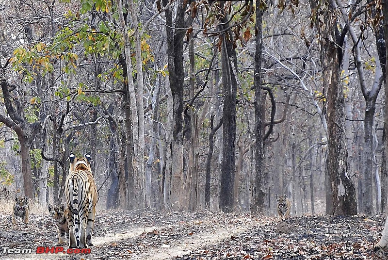 Tadoba, Pench forests, wildlife and 4 tigers!-_dsc3155.jpg