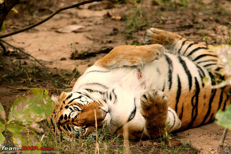 Tadoba, Pench forests, wildlife and 4 tigers!-pt0.jpg