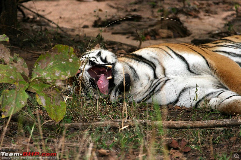 Tadoba, Pench forests, wildlife and 4 tigers!-pt2.jpg