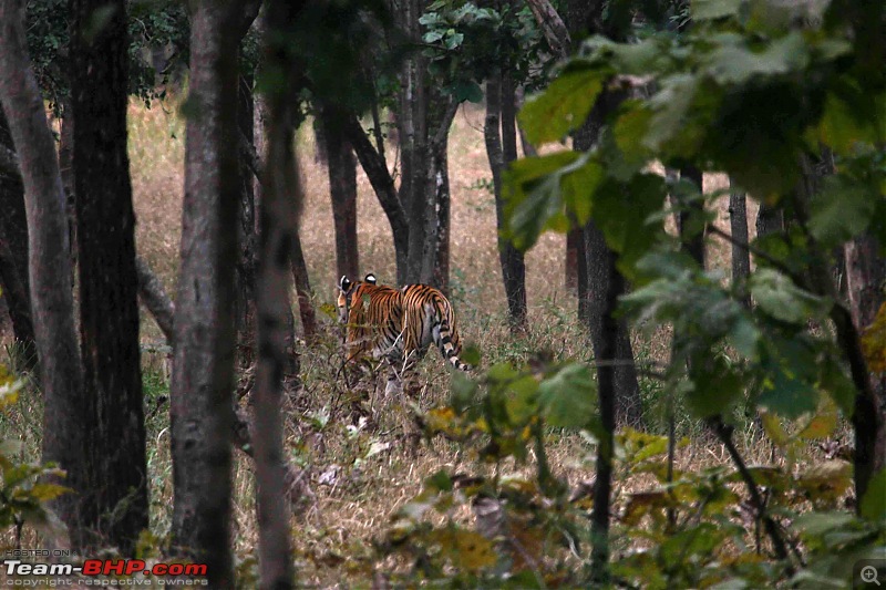 Tadoba, Pench forests, wildlife and 4 tigers!-pt5.jpg