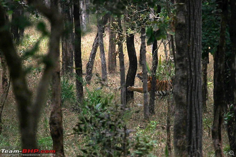 Tadoba, Pench forests, wildlife and 4 tigers!-pt3.jpg
