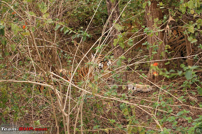 Tadoba, Pench forests, wildlife and 4 tigers!-pt21.jpg