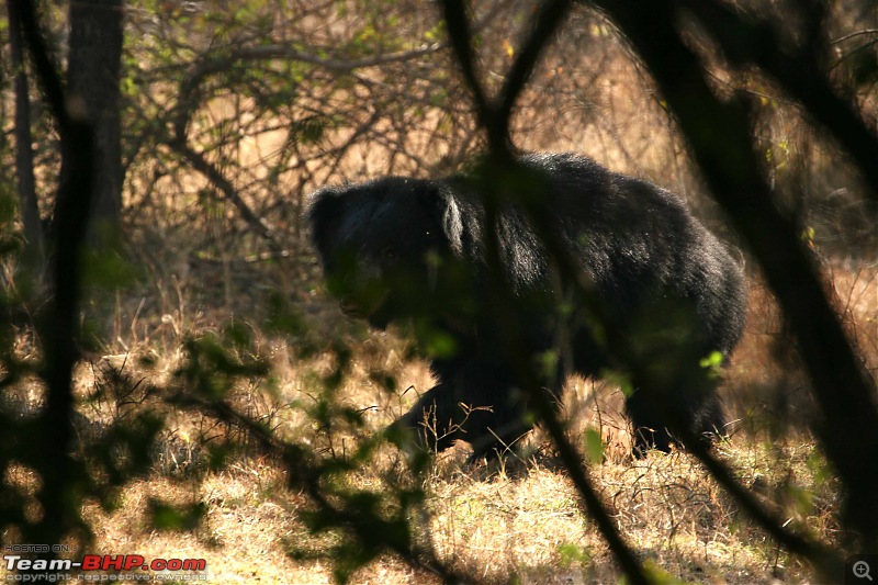 Tadoba, Pench forests, wildlife and 4 tigers!-pt35.jpg