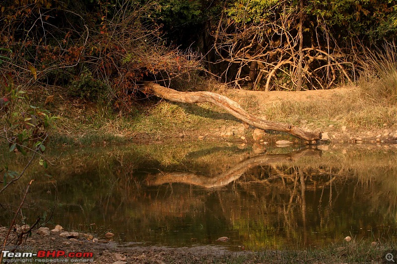 Tadoba, Pench forests, wildlife and 4 tigers!-pt39.jpg