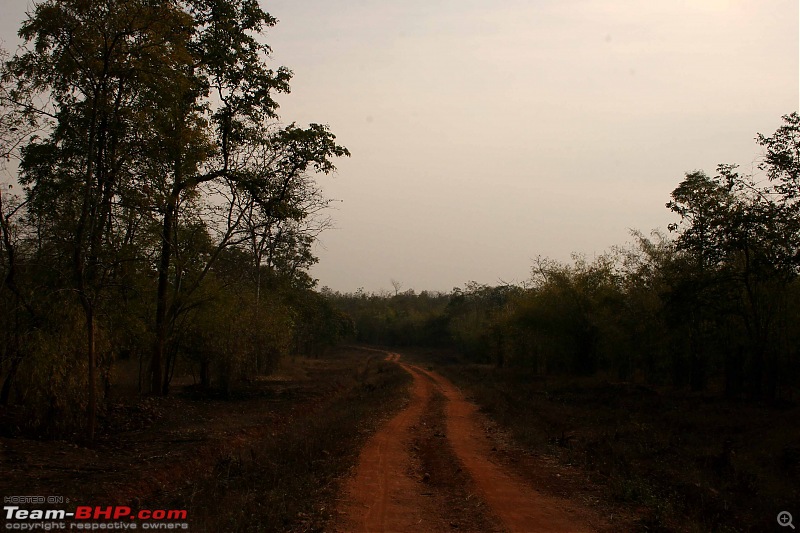 Tadoba, Pench forests, wildlife and 4 tigers!-img_5303.jpg