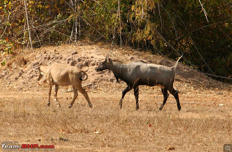 Tadoba, Pench forests, wildlife and 4 tigers!-img_5178.jpg