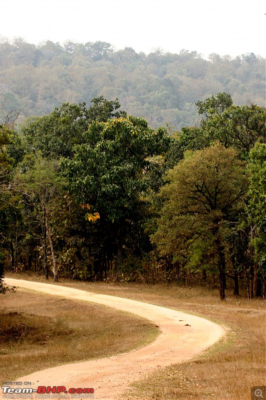 Tadoba, Pench forests, wildlife and 4 tigers!-pt24.jpg