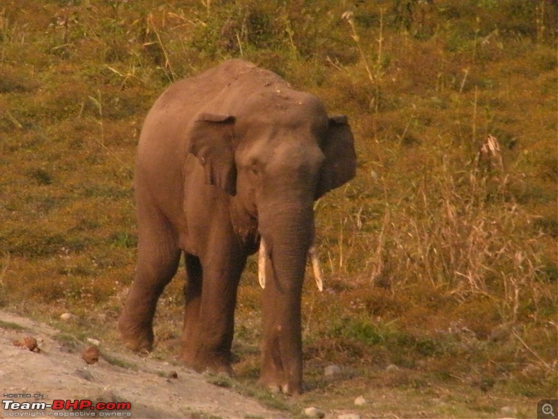 Kolkata to Dooars- A memorable road trip-pic-294.jpg