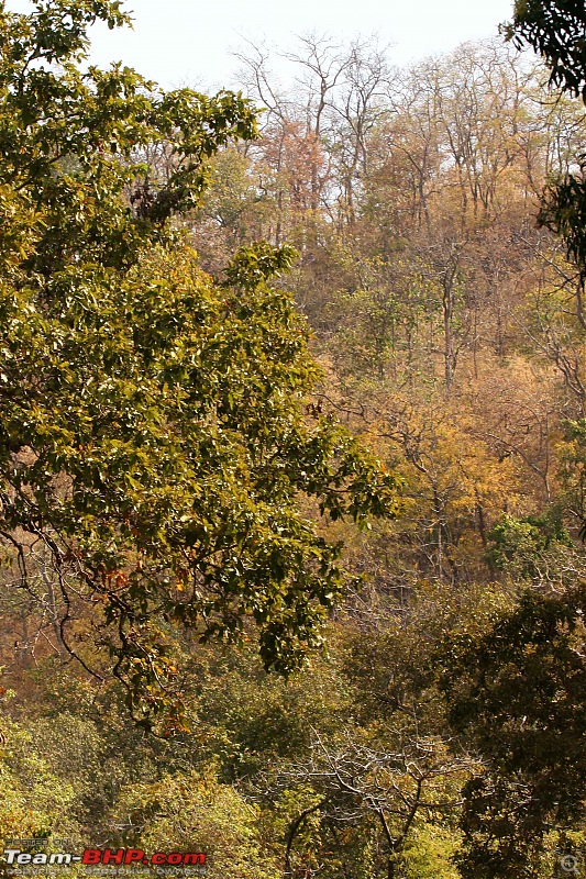 Tadoba, Pench forests, wildlife and 4 tigers!-img_5170.jpg