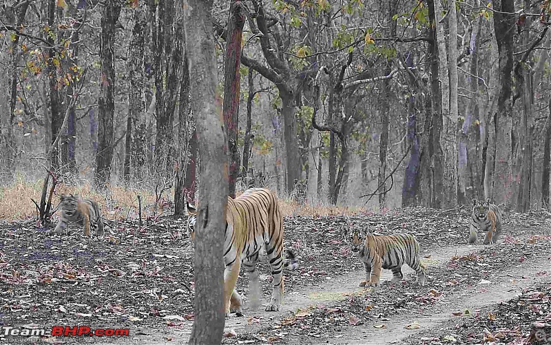 Tadoba, Pench forests, wildlife and 4 tigers!-5-tigers.jpg