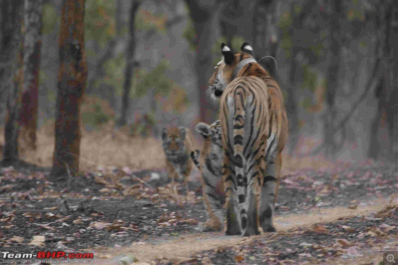 Tadoba, Pench forests, wildlife and 4 tigers!-img_6322.jpg