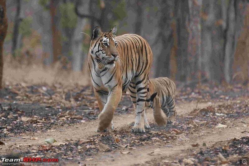 Tadoba, Pench forests, wildlife and 4 tigers!-img_6341.jpg