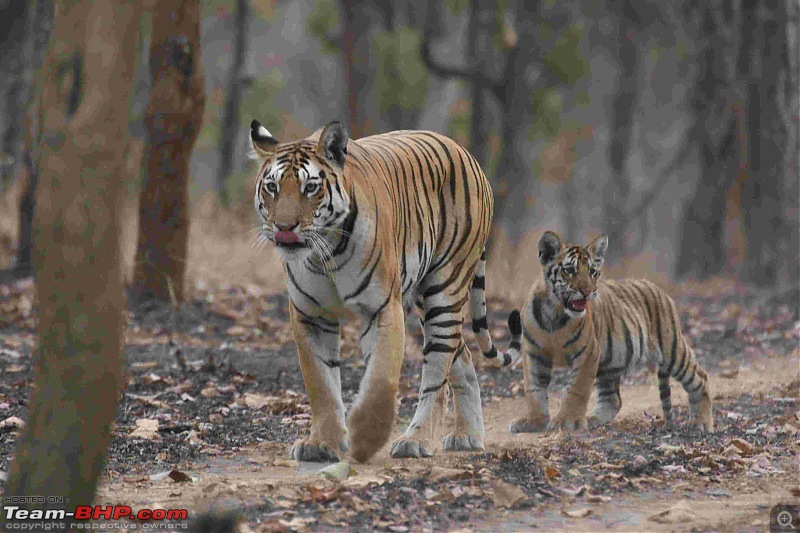 Tadoba, Pench forests, wildlife and 4 tigers!-img_6344.jpg