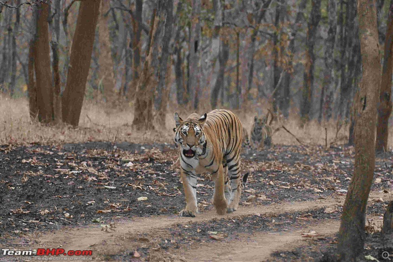 Tadoba, Pench forests, wildlife and 4 tigers!-img_6357.jpg