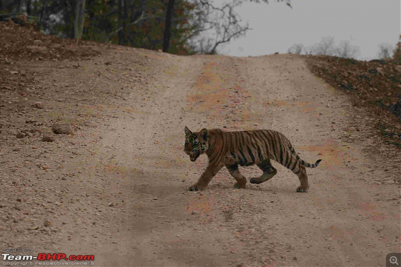 Tadoba, Pench forests, wildlife and 4 tigers!-img_6370.jpg