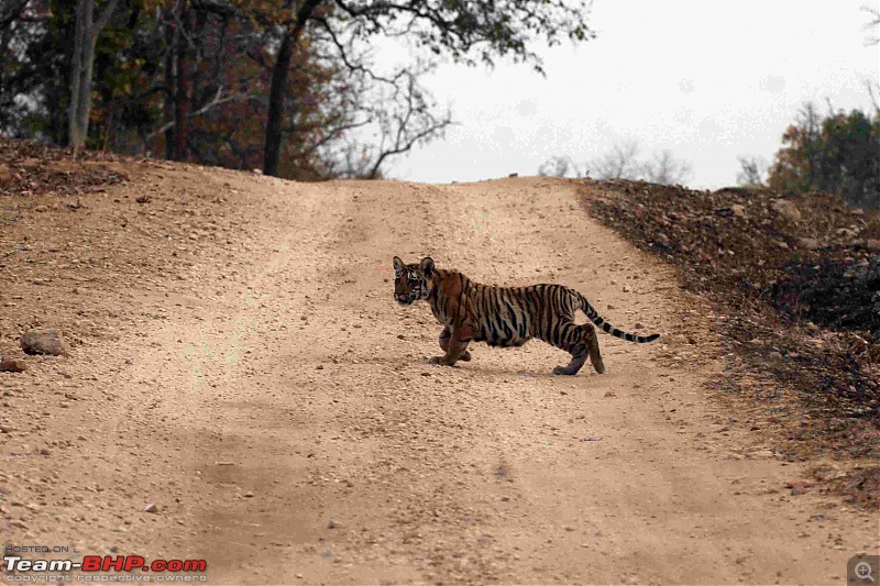 Tadoba, Pench forests, wildlife and 4 tigers!-img_6372.jpg
