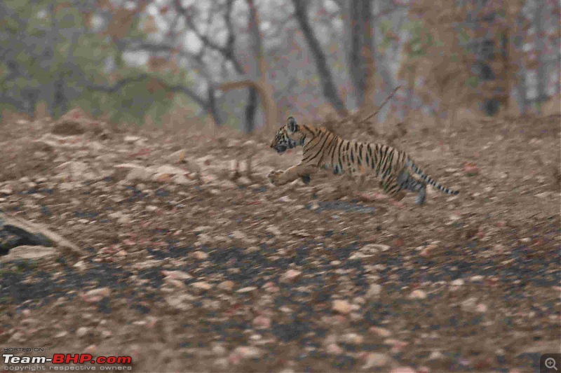 Tadoba, Pench forests, wildlife and 4 tigers!-img_6383.jpg