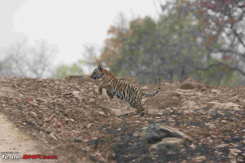 Tadoba, Pench forests, wildlife and 4 tigers!-img_6387.jpg