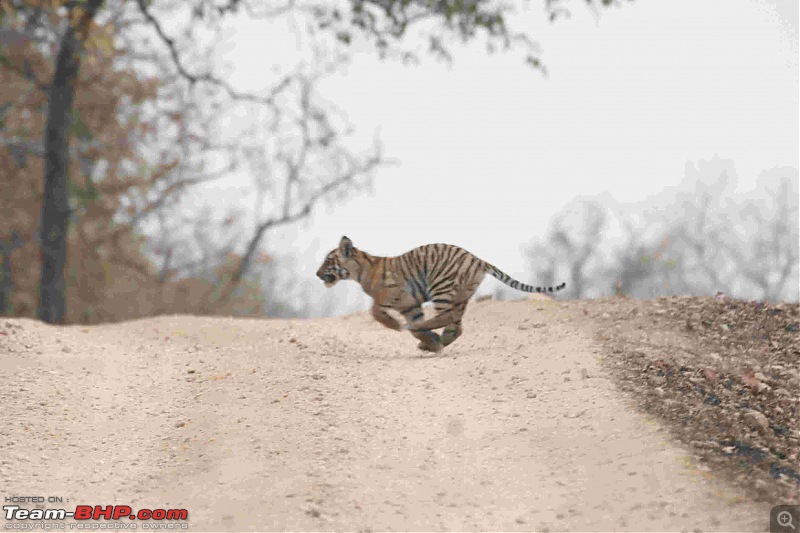 Tadoba, Pench forests, wildlife and 4 tigers!-img_6391.jpg