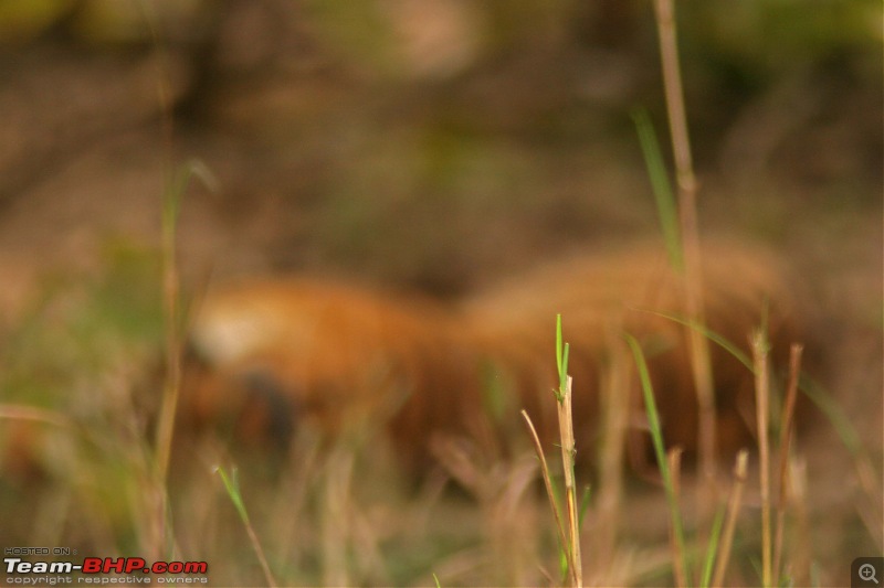 Tadoba, Pench forests, wildlife and 4 tigers!-img_0008sleeping-tigress-focus-front-grass.jpg