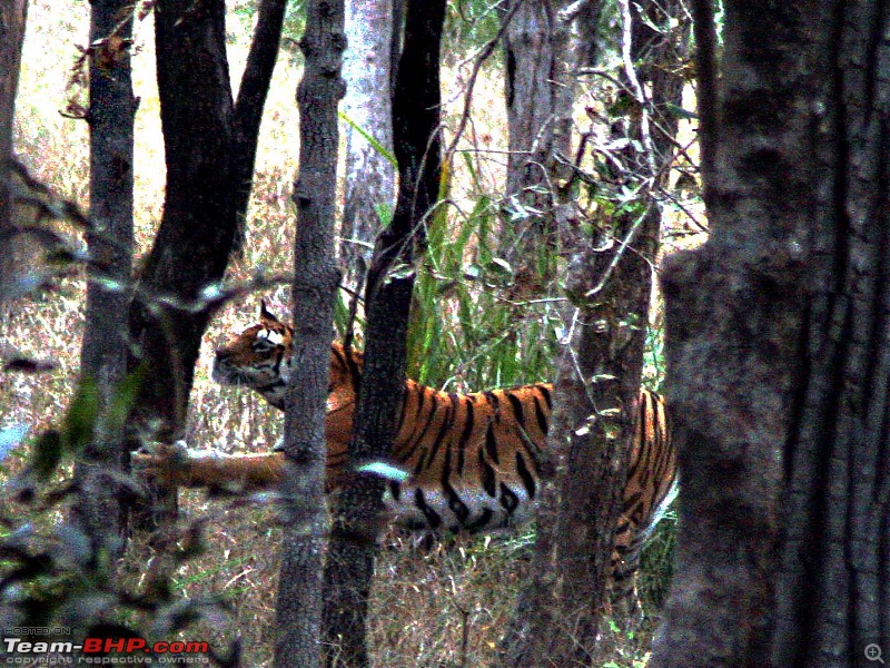 Tadoba, Pench forests, wildlife and 4 tigers!-img_0189scratch-marking2.jpg