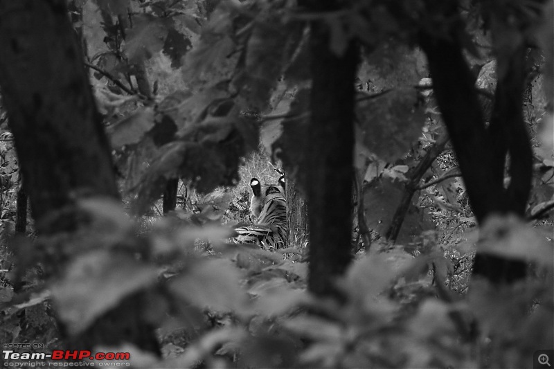Tadoba, Pench forests, wildlife and 4 tigers!-img_5647in-black-white.jpg