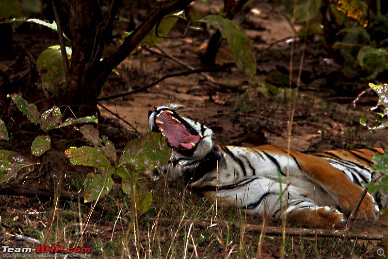 Tadoba, Pench forests, wildlife and 4 tigers!-img_0110lusty-yawn.jpg