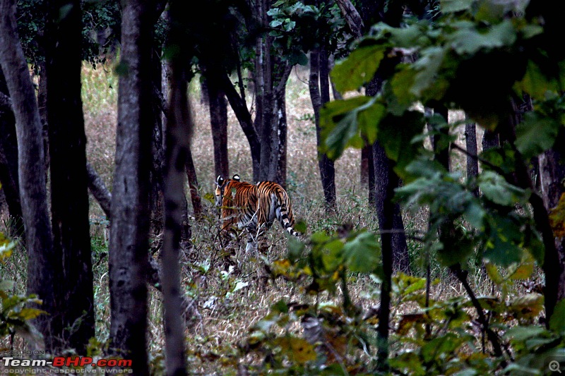 Tadoba, Pench forests, wildlife and 4 tigers!-img_5651the-swaggering-walk-after-siesta.jpg