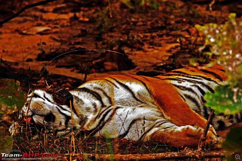 Tadoba, Pench forests, wildlife and 4 tigers!-img_5564in-golden-light1.jpg