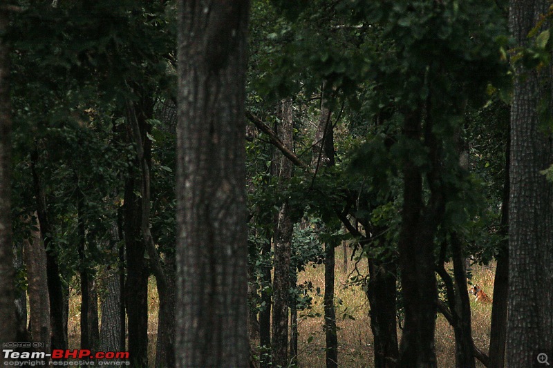Tadoba, Pench forests, wildlife and 4 tigers!-img_0214.jpg