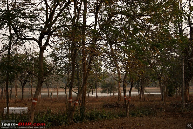 Tadoba, Pench forests, wildlife and 4 tigers!-img_5296.jpg
