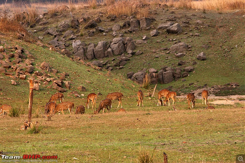 Tadoba, Pench forests, wildlife and 4 tigers!-img_5332.jpg