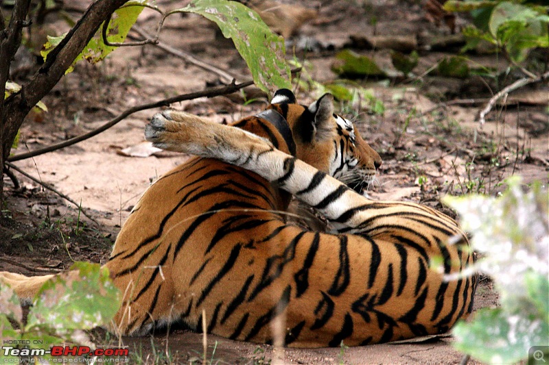 Tadoba, Pench forests, wildlife and 4 tigers!-img_5630.jpg