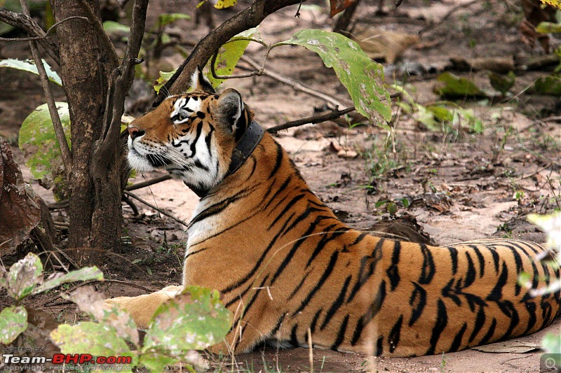 Tadoba, Pench forests, wildlife and 4 tigers!-img_5621.jpg