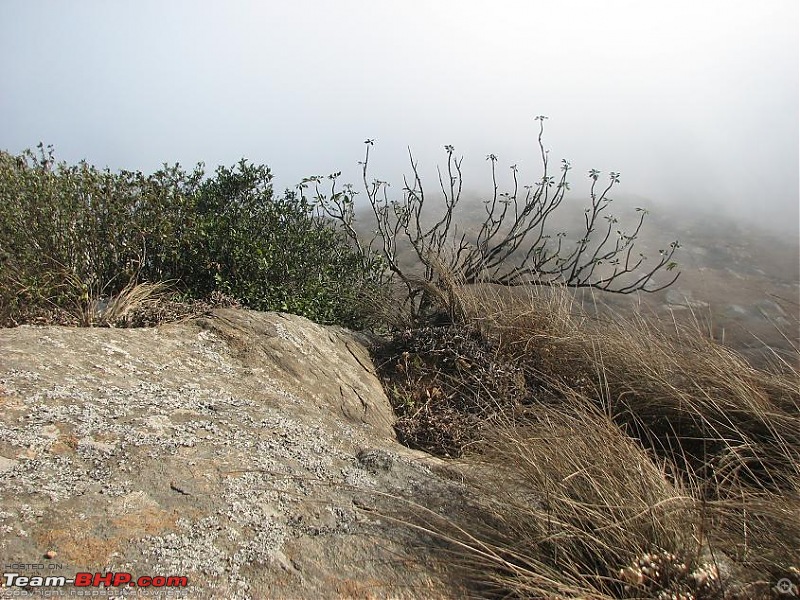 Trek to the clouds : SKANDAGIRI-picture-338.jpg