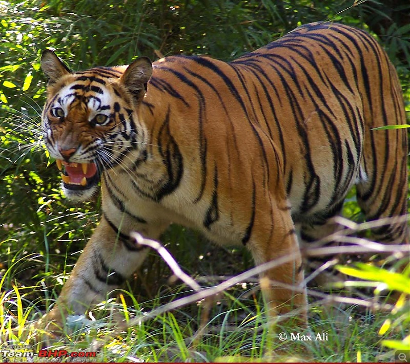 Tadoba, Pench forests, wildlife and 4 tigers!-max-ali.jpg